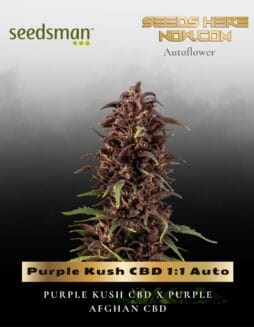 Purple Kush CBD 1:1 Auto (Feminized) (space) Seedsman