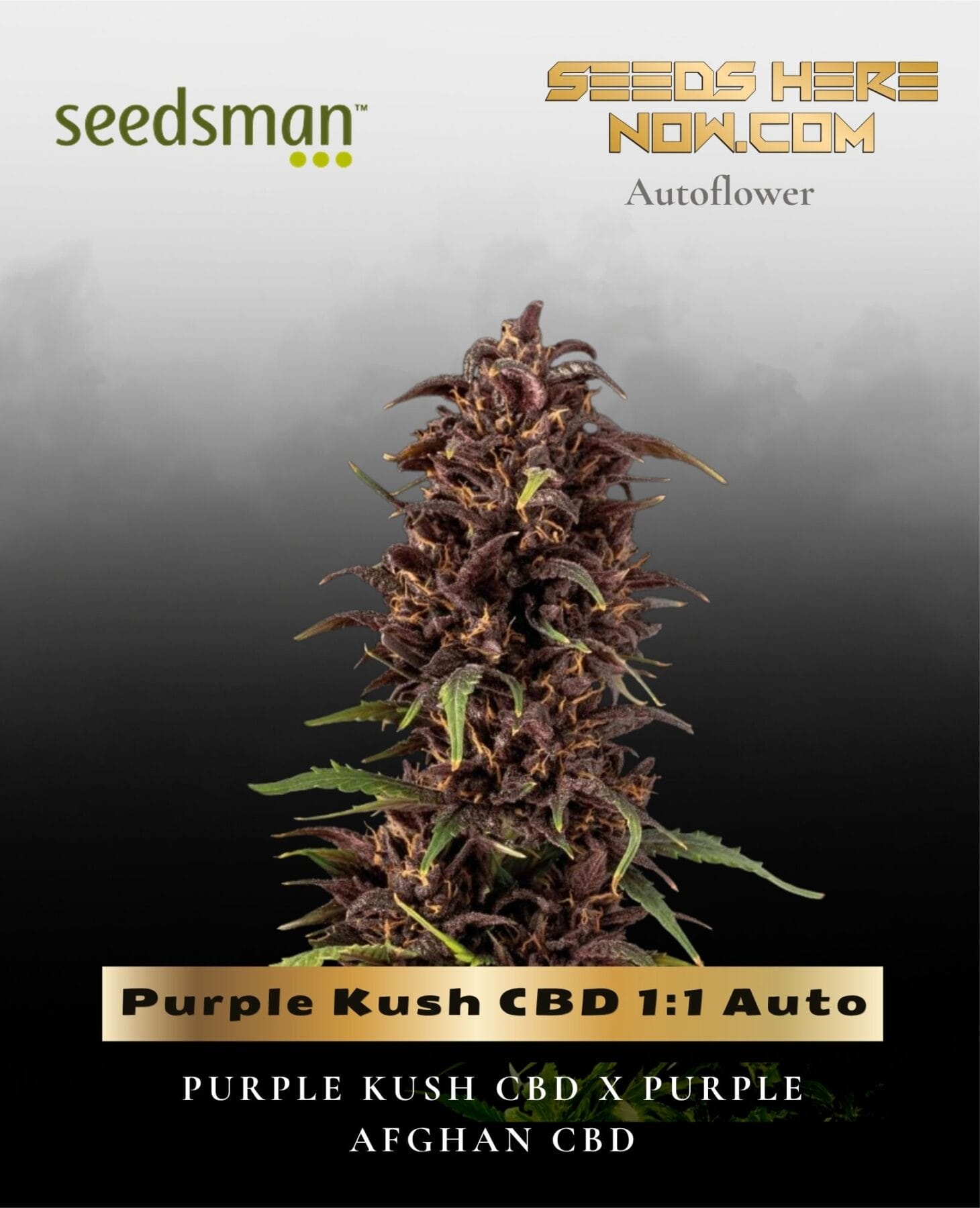 Purple Kush CBD 1:1 Auto (Feminized) - Seedsman