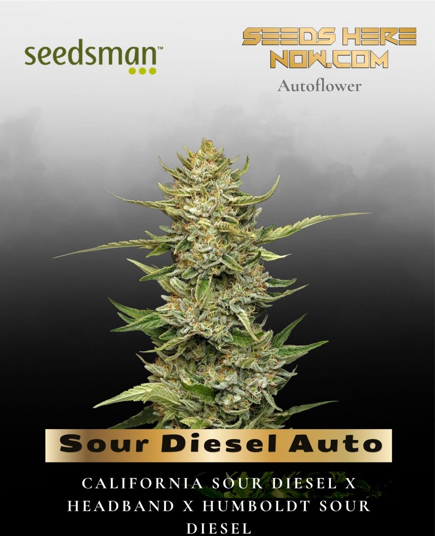 Sour Diesel Auto (Feminized) - Seedsman
