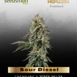 Sour Diesel (Feminized) - Seedsman