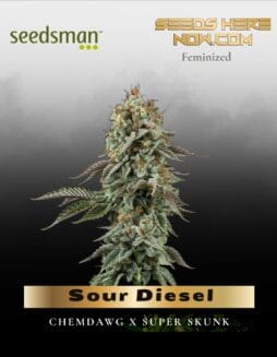 Sour Diesel (Feminized) (space) Seedsman
