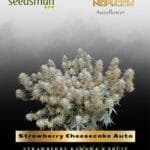 Strawberry Cheesecake Auto (Feminized) - Seedsman