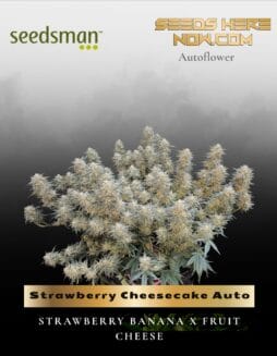 Strawberry Cheesecake Auto (Feminized) (space) Seedsman