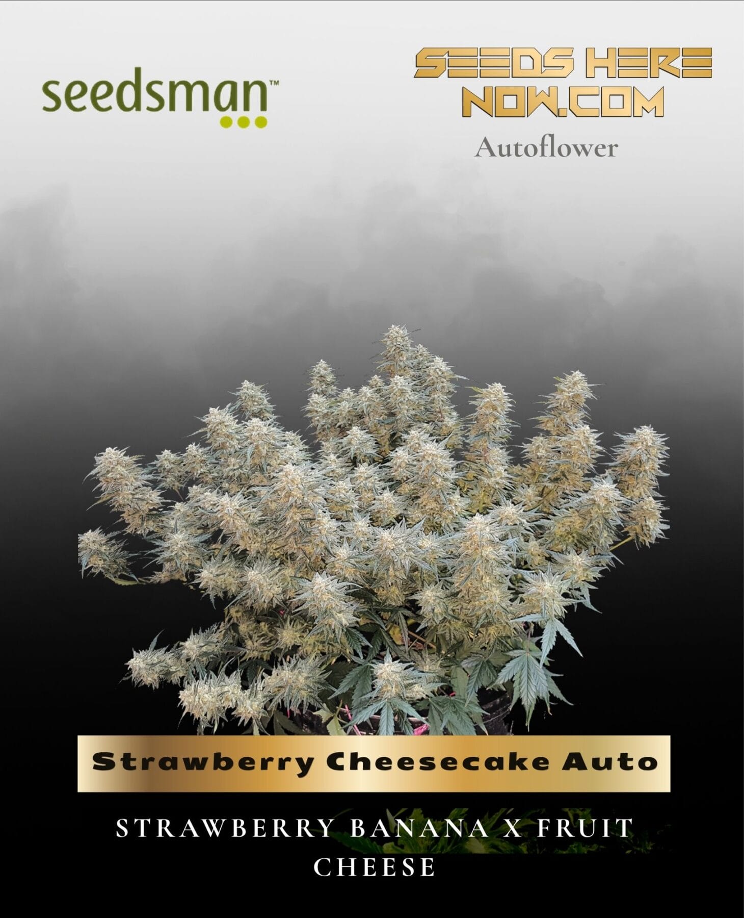 Strawberry Cheesecake Auto (Feminized) - Seedsman