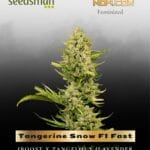 Tangerine Snow F1 Fast (Feminized) - Seedsman