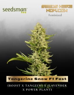 Tangerine Snow F1 Fast (Feminized) (space) Seedsman