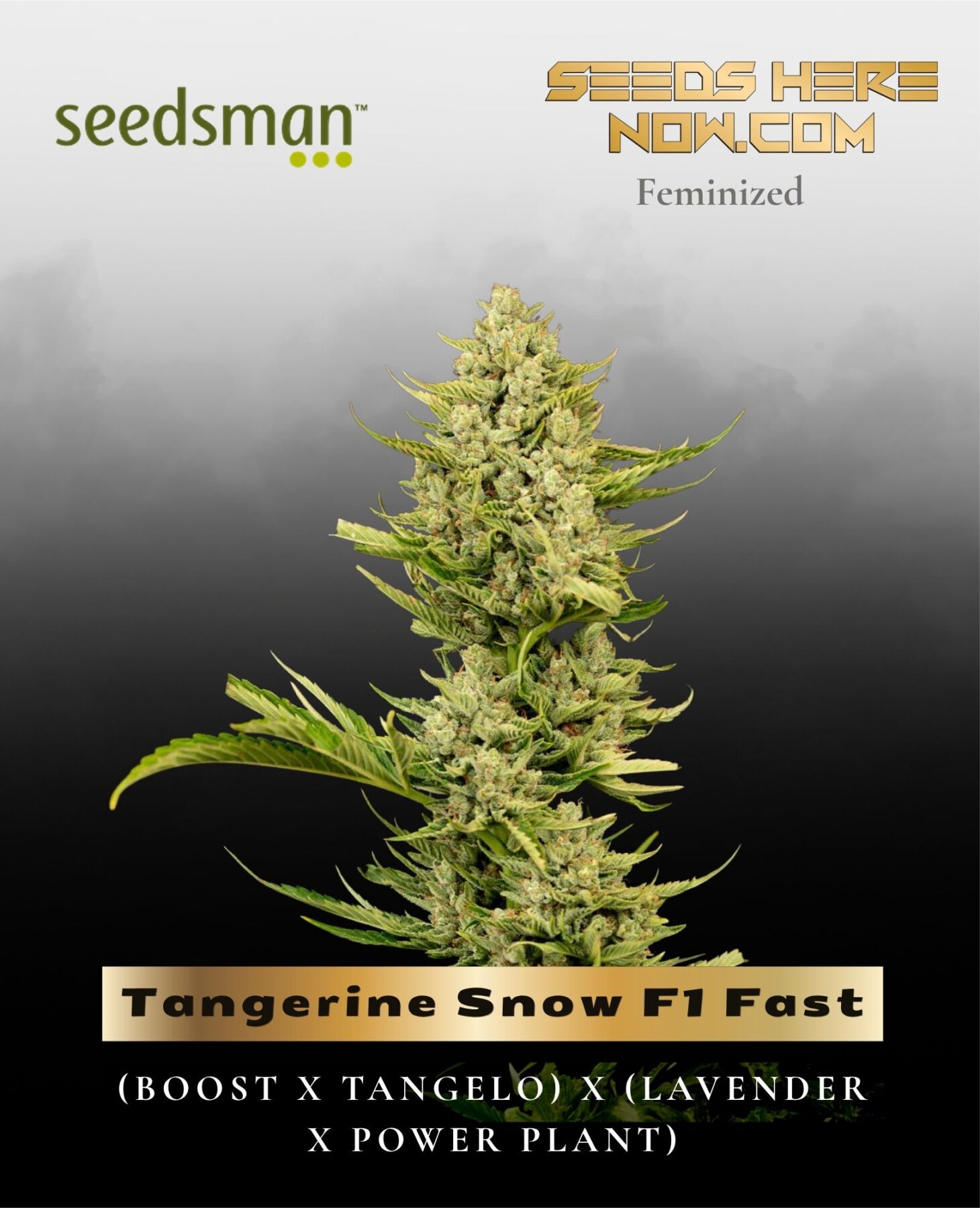 Tangerine Snow F1 Fast (Feminized) - Seedsman