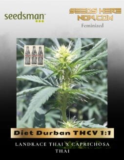 Diet Durban THCV 1:1 (Feminized) (space) Seedsman