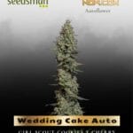 Wedding Cake Auto (Feminized) - Seedsman