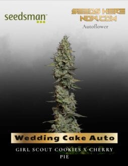 Wedding Cake Auto (Feminized) (space) Seedsman