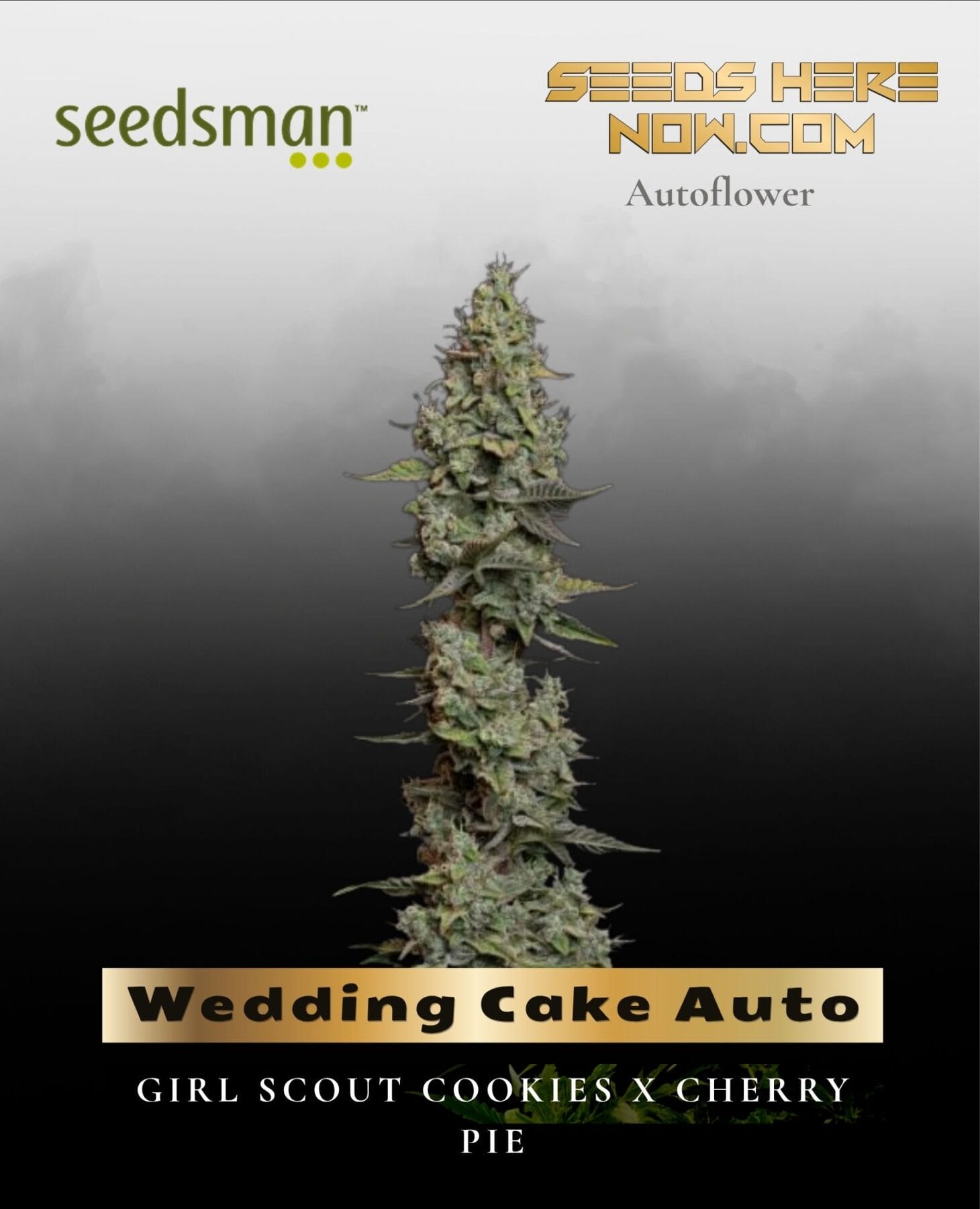 Wedding Cake Auto (Feminized) - Seedsman
