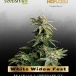 White Widow Fast (Feminized) - Seedsman