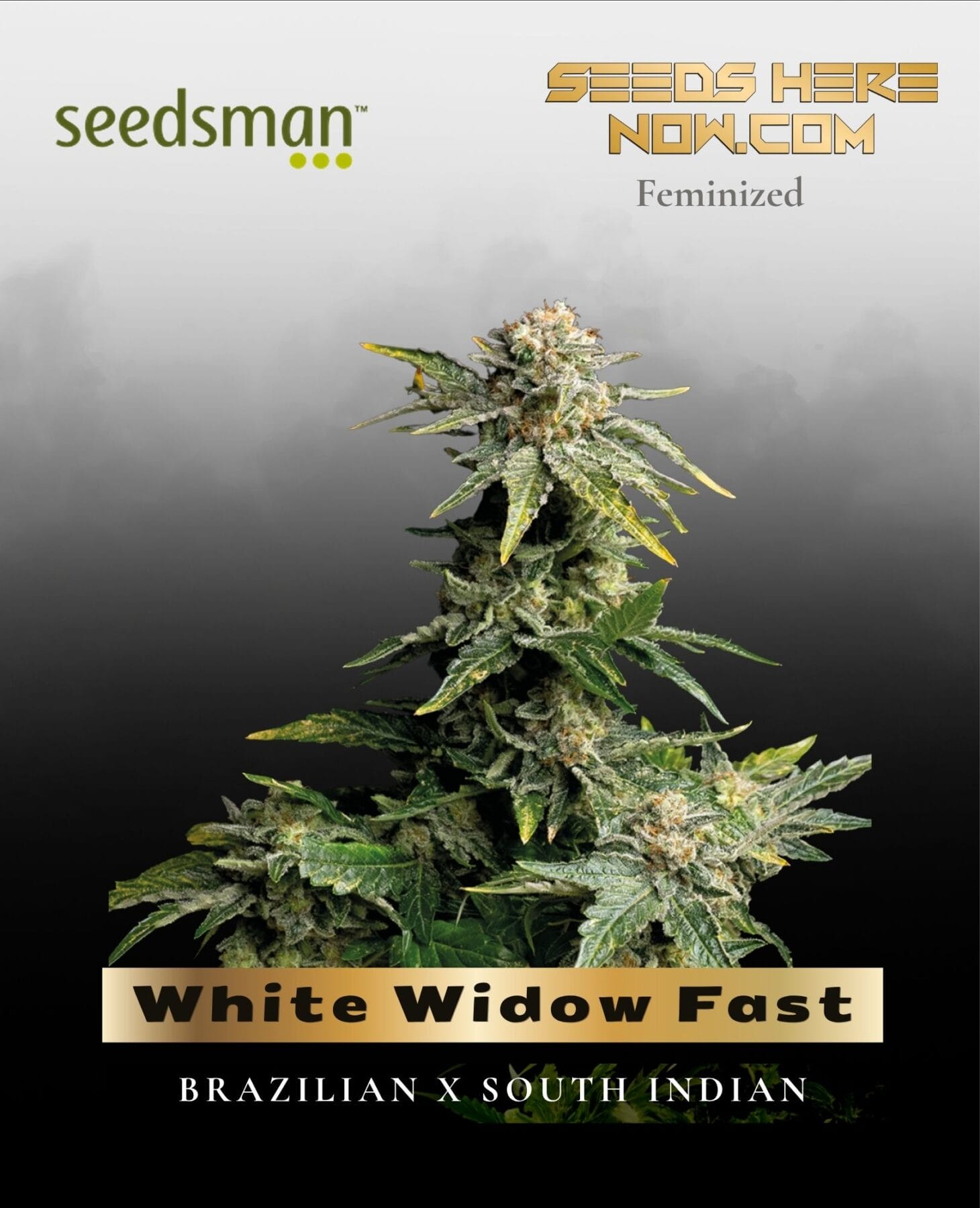 White Widow Fast (Feminized) - Seedsman