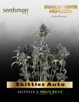 Zkittlez Auto (Feminized) (space) Seedsman