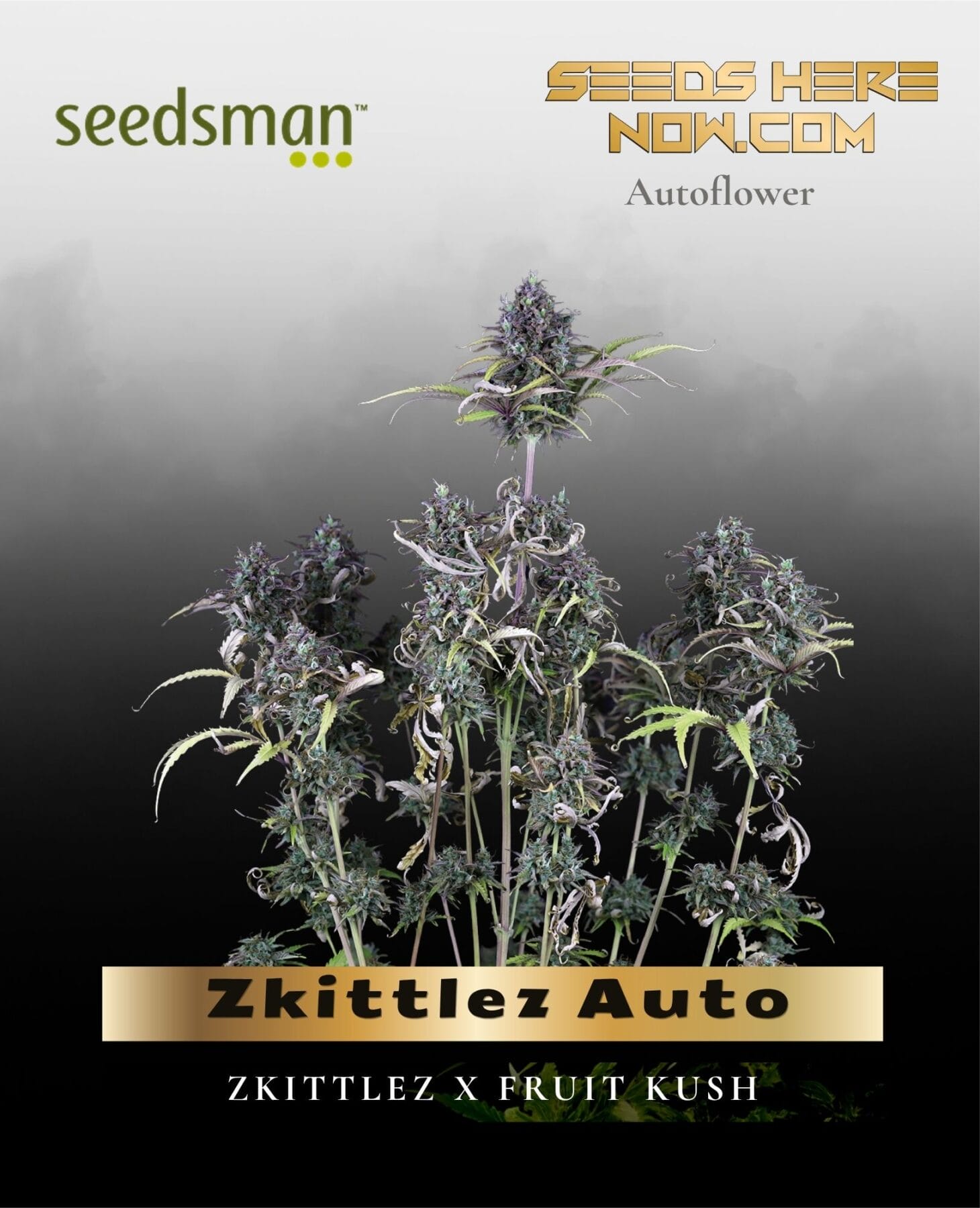 Zkittlez Auto (Feminized) - Seedsman