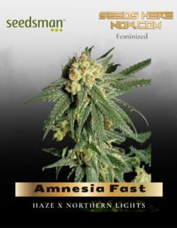 Amnesia Fast (Feminized) (space) Seedsman