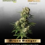 Bruce Banger (Feminized) - Seedsman