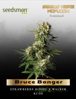 Bruce Banger (Feminized) (space) Seedsman