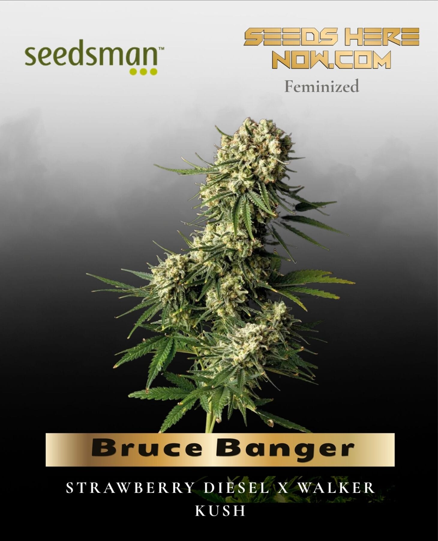 Bruce Banger (Feminized) - Seedsman