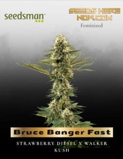 Bruce Banger Fast (Feminized) (space) Seedsman