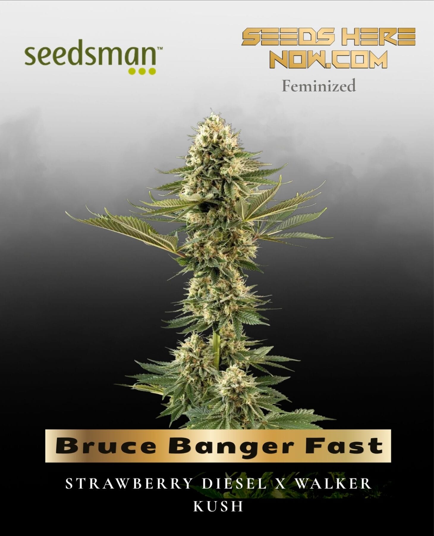 Bruce Banger Fast (Feminized) - Seedsman