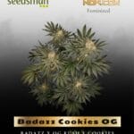 Badazz Cookies OG (Feminized) - Seedsman