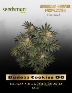 Badazz Cookies OG (Feminized) (space) Seedsman