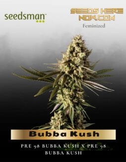 Bubba Kush (Feminized) (space) Seedsman