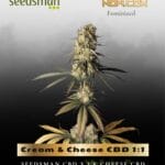 Cream & Cheese CBD 1:1 (Feminized) - Seedsman
