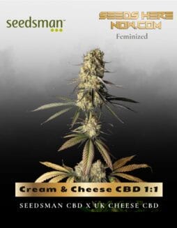 Cream & Cheese CBD 1:1 (Feminized) (space) Seedsman
