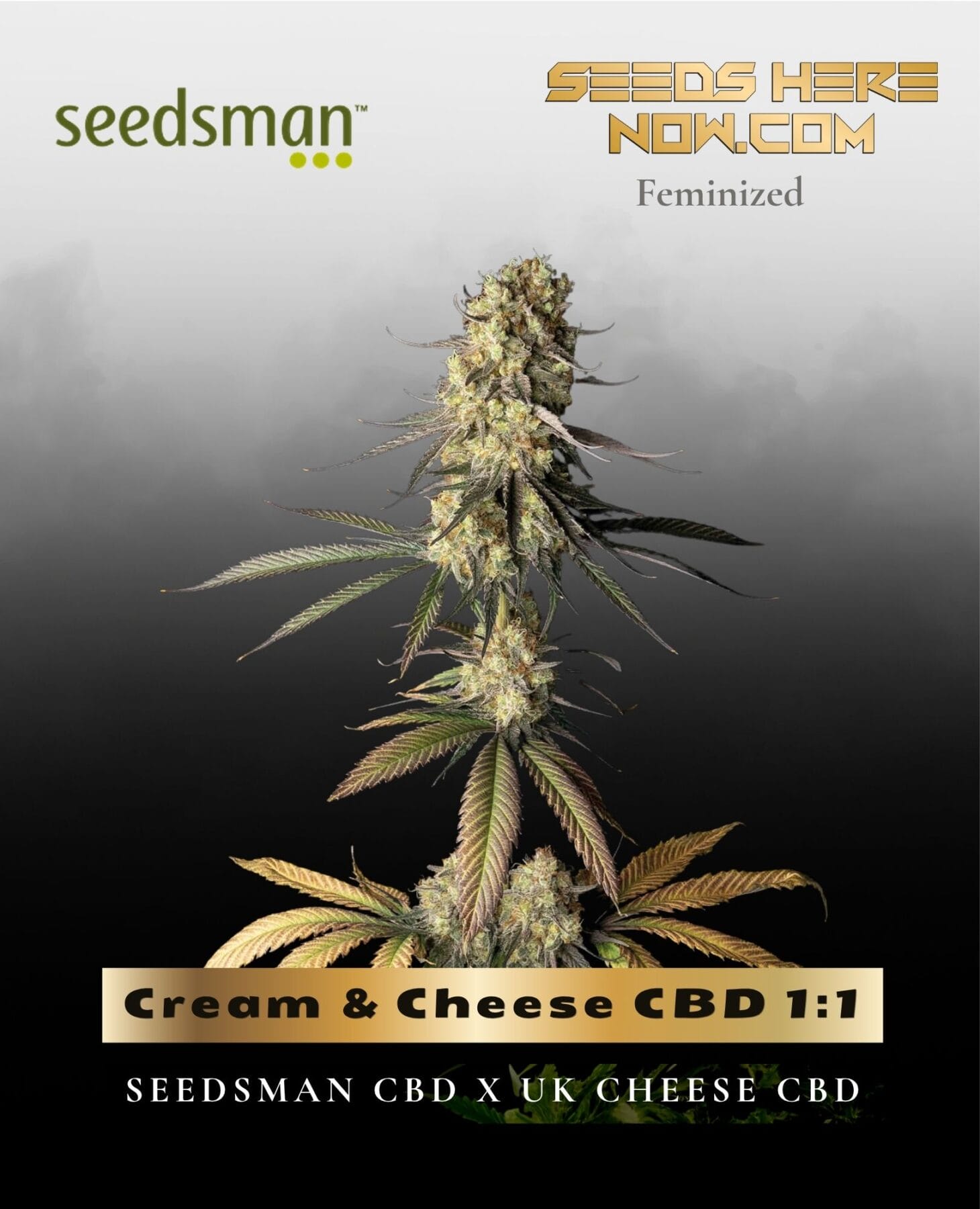 Cream & Cheese CBD 1:1 (Feminized) - Seedsman
