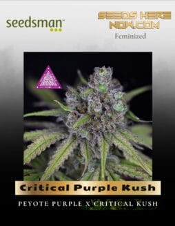 Critical Purple Kush (Feminized) (space) Seedsman