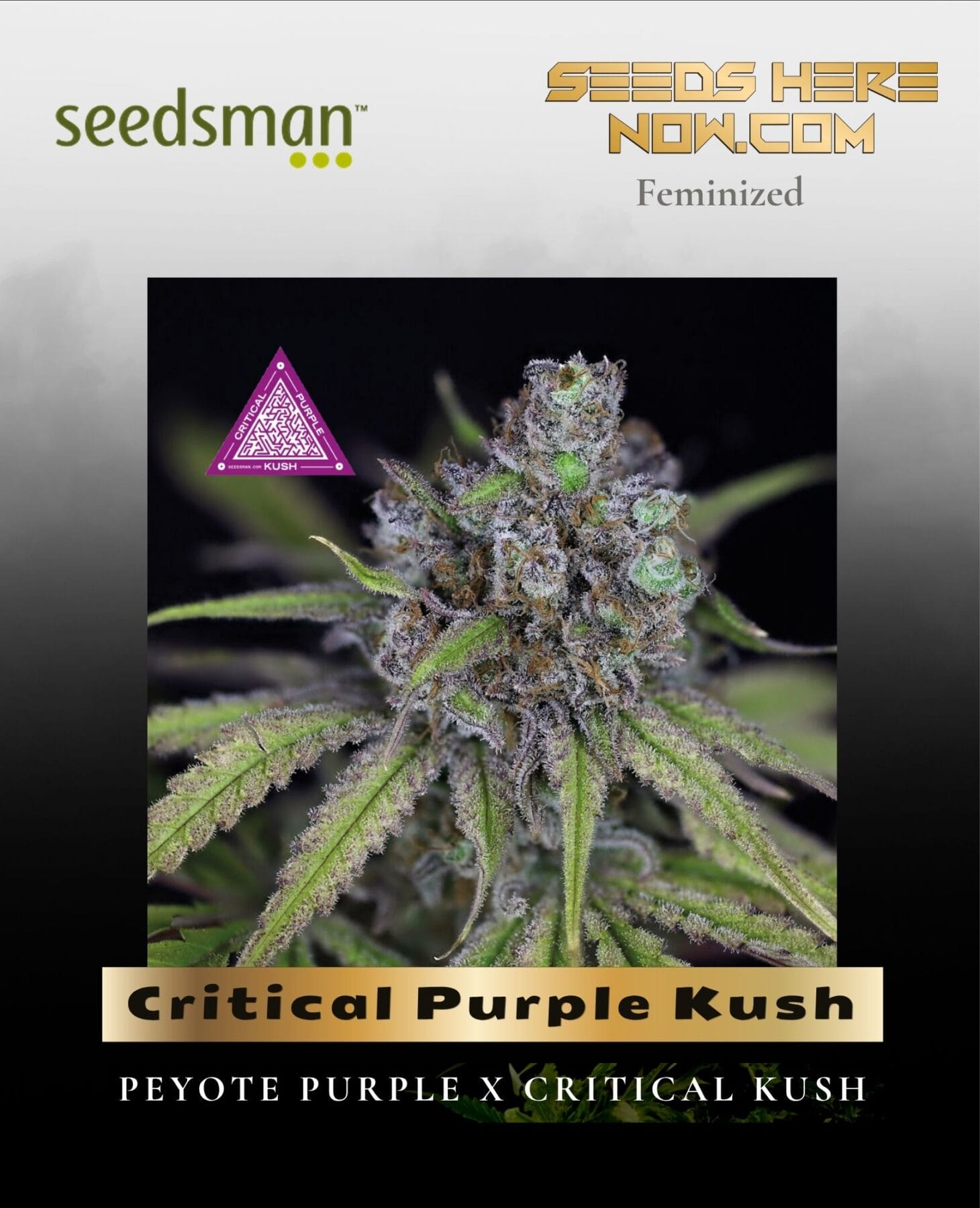 Critical Purple Kush (Feminized) - Seedsman