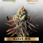 Gelat.OG (Feminized) - Seedsman