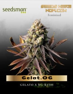 Gelat.OG (Feminized) (space) Seedsman