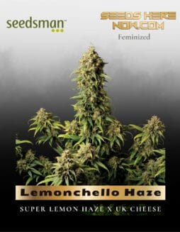 Lemonchello Haze (Feminized) (space) Seedsman