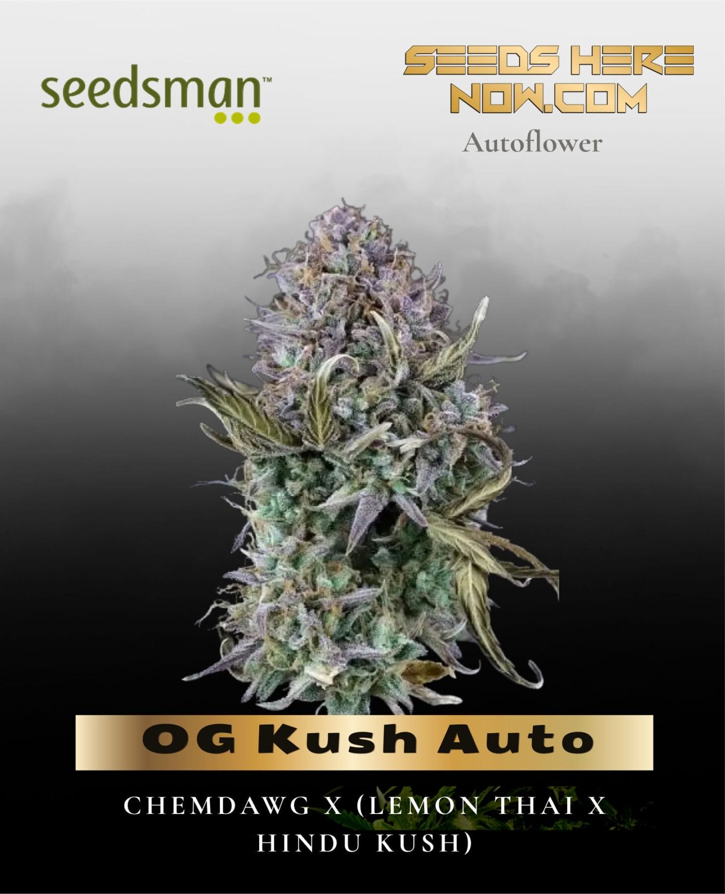 OG Kush Auto (Feminized) - Seedsman