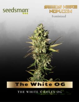 The White OG (Feminized) (space) Seedsman