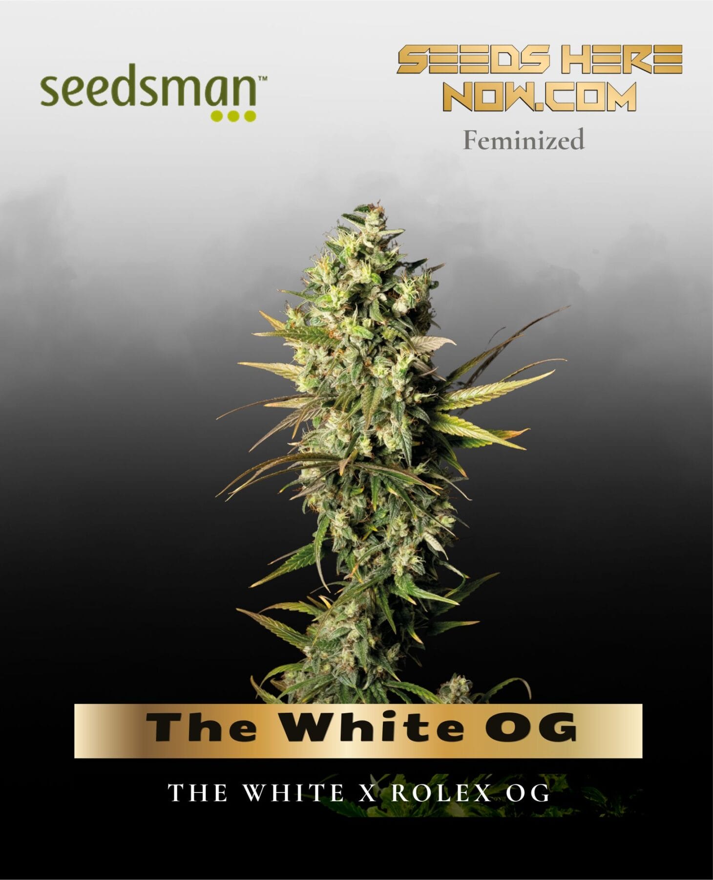 The White OG (Feminized) - Seedsman