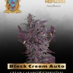 Black Cream Auto (Feminized) - Sweet Seeds