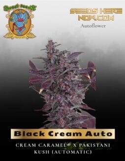 Black Cream Auto (Feminized) (space) Sweet Seeds