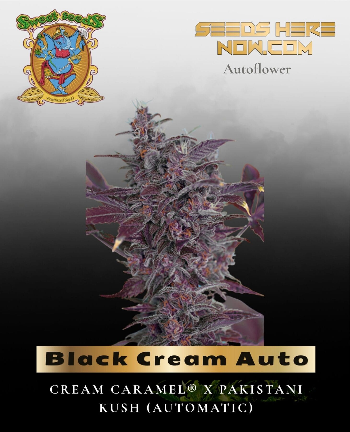 Black Cream Auto (Feminized) - Sweet Seeds