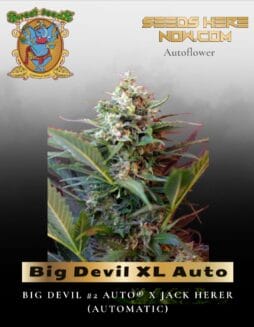 Big Devil XL Auto (Feminized) (space) Sweet Seeds