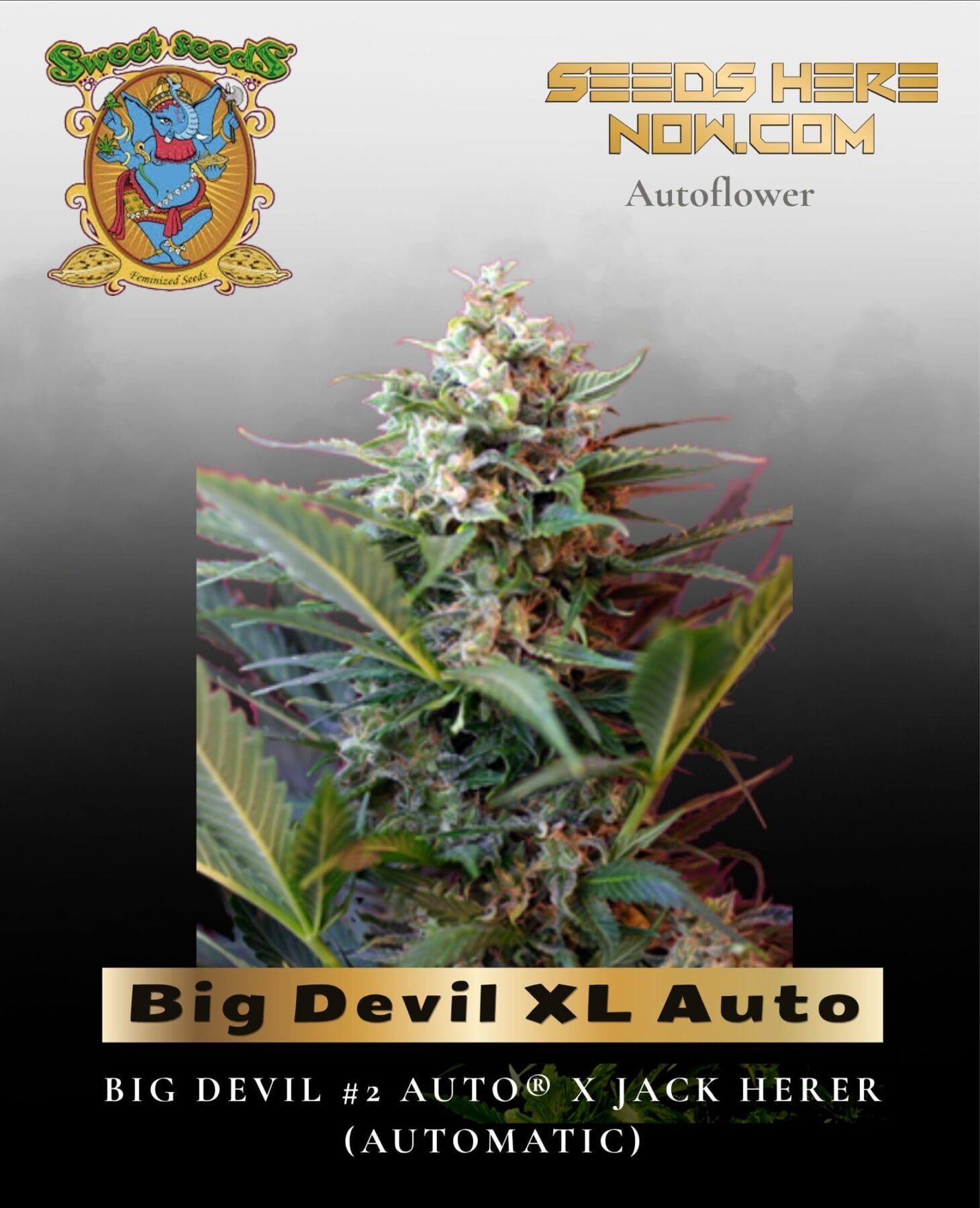 Big Devil XL Auto (Feminized) - Sweet Seeds