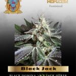 Black Jack (Feminized) - Sweet Seeds
