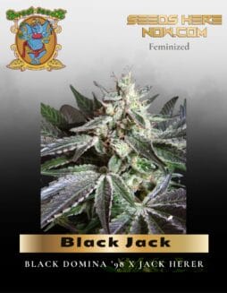 Black Jack (Feminized) (space) Sweet Seeds