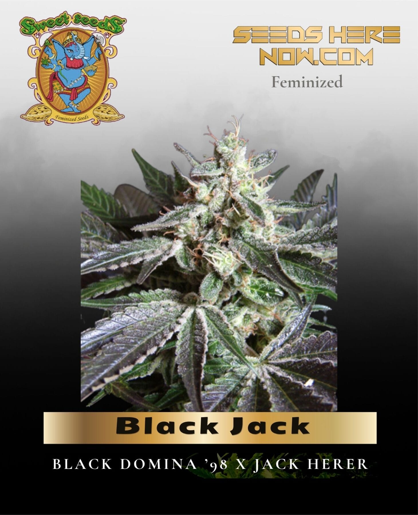 Black Jack (Feminized) - Sweet Seeds