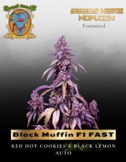 Black Muffin F1 FAST (Feminized) (space) Sweet Seeds