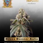 Bruce Banner Auto (Feminized) - Sweet Seeds