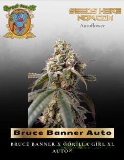 Bruce Banner Auto (Feminized) (space) Sweet Seeds